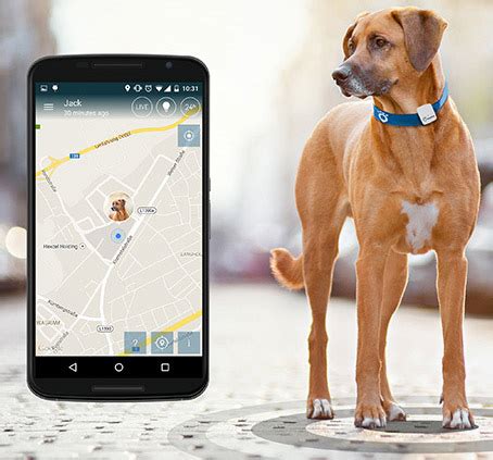 can you track your dog with a rfid|dog gps tracker microchip.